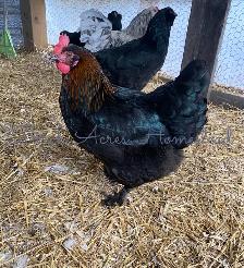 Black Copper Marans Hatching Eggs and Chicks - Photo 7