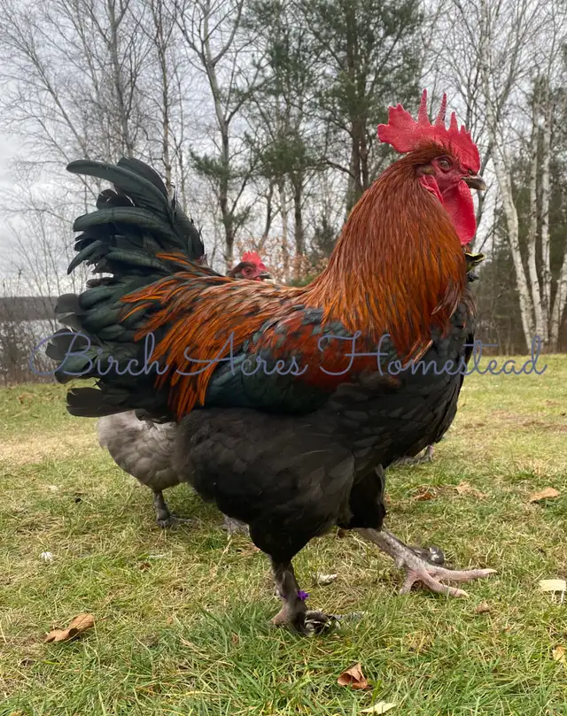 Black Copper Marans Hatching Eggs and Chicks - Photo 8