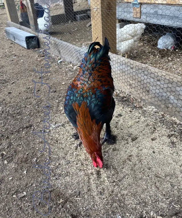 Black Copper Marans Hatching Eggs and Chicks - Photo 9