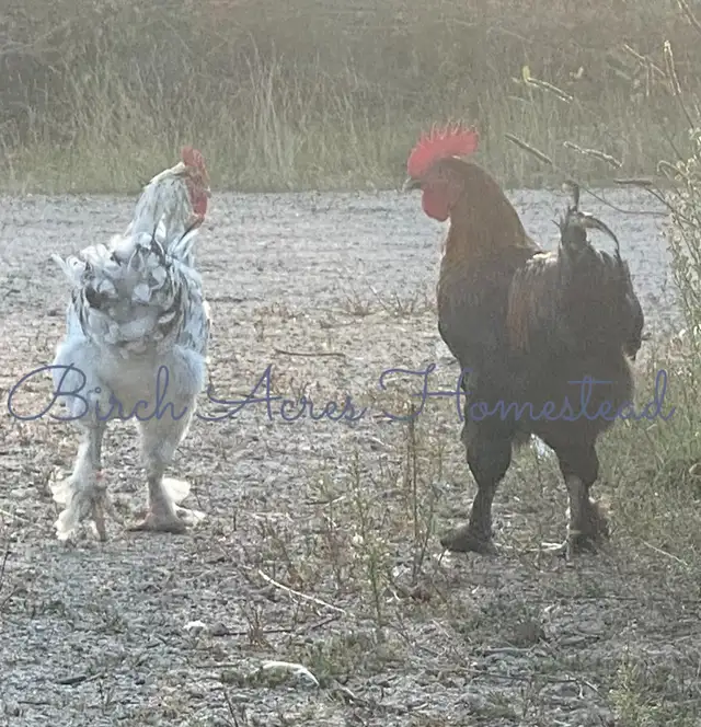 Black Copper Marans Hatching Eggs and Chicks - Photo 10