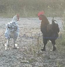 Black Copper Marans Hatching Eggs and Chicks - Photo 10