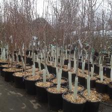 Buy Plants Mulch and Soil Direct from the Farm! - Photo 6