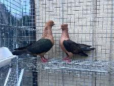 Archangel Pigeons