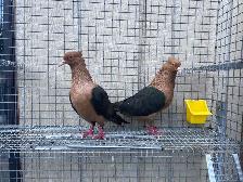 Archangel Pigeons - Photo 2