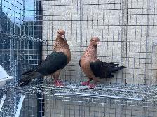 Archangel Pigeons - Photo 3