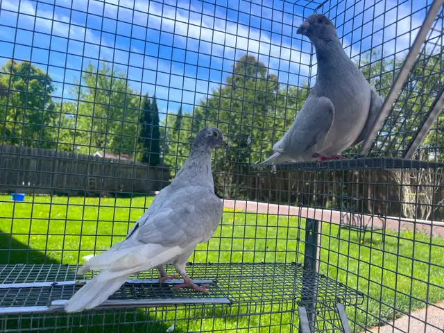 Pigeons