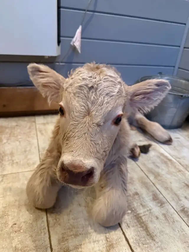 Bottle Calf