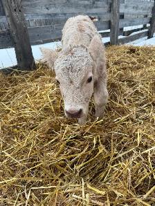 Bottle Calf - Photo 2