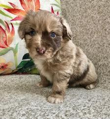 Toy/ Miniature Australian Shepherd Pups