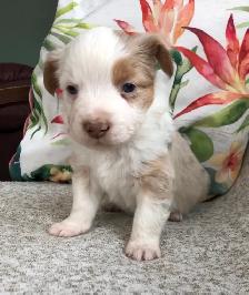 Toy/ Miniature Australian Shepherd Pups - Photo 2