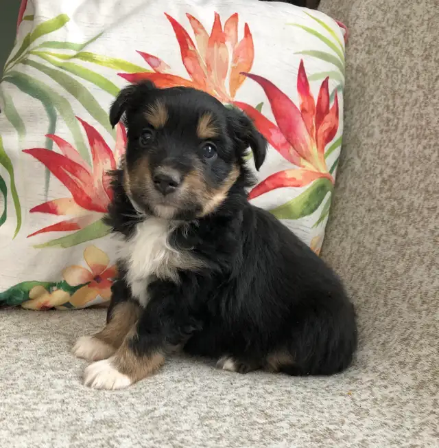 Toy/ Miniature Australian Shepherd Pups - Photo 3