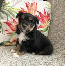 Toy/ Miniature Australian Shepherd Pups - Photo 3