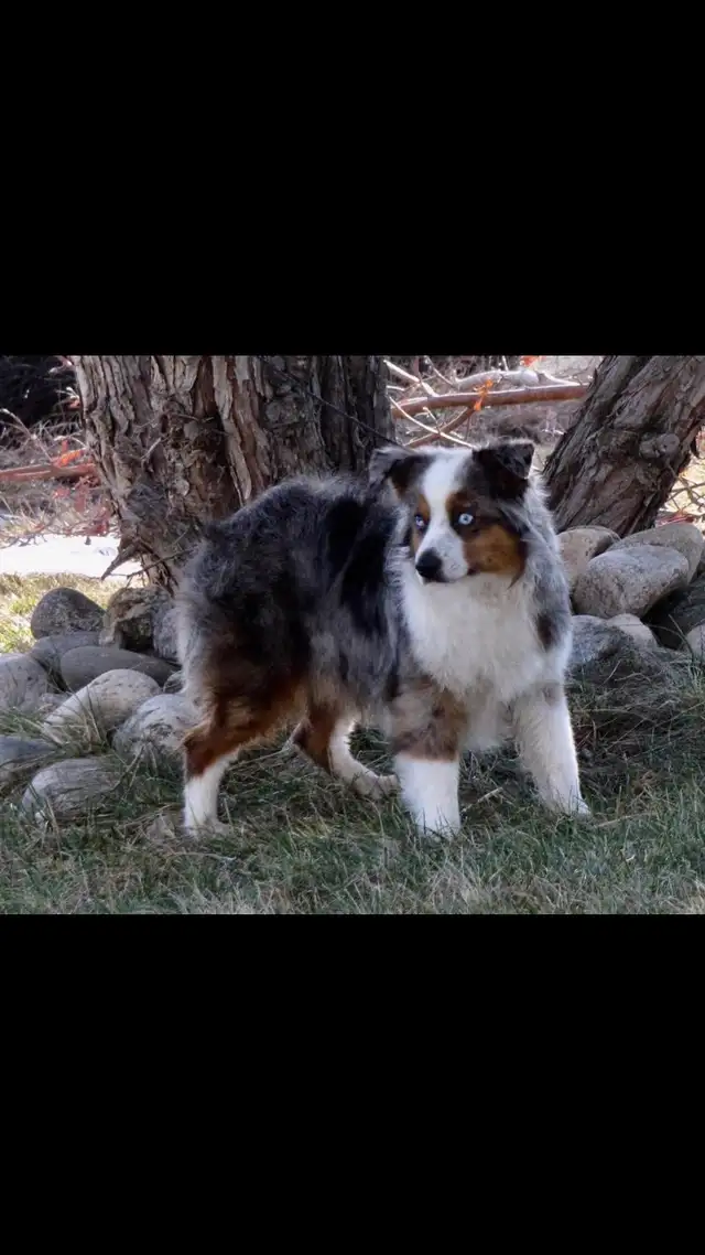 Toy/ Miniature Australian Shepherd Pups - Photo 4