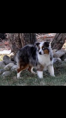 Toy/ Miniature Australian Shepherd Pups - Photo 4