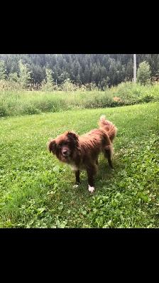 Toy/ Miniature Australian Shepherd Pups - Photo 5
