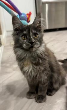 Purebred Maine Coon Kittens – Now Open for Reservation!