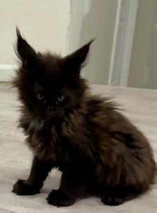 Purebred Maine Coon Kittens – Now Open for Reservation! - Photo 2