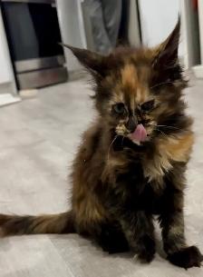 Purebred Maine Coon Kittens – Now Open for Reservation! - Photo 3