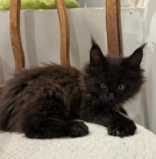 Purebred Maine Coon Kittens – Now Open for Reservation! - Photo 4