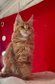 Purebred Maine Coon Kittens – Now Open for Reservation! - Photo 7