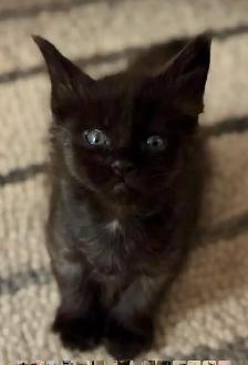 Purebred Maine Coon Kittens – Now Open for Reservation! - Photo 8