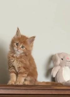 Purebred Maine Coon Kittens – Now Open for Reservation! - Photo 10