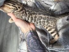 chaton Bengale