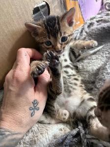 chaton Bengale - Photo 2