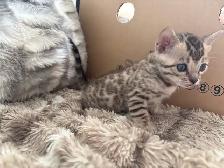 chaton Bengale - Photo 3