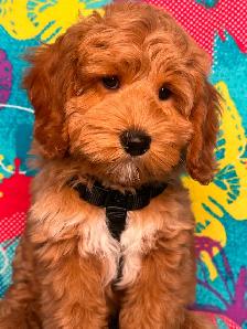 MULTIGENERATIONAL AUSTRALIAN LABRADOODLE PUPPIES-MINI AND MEDIUM