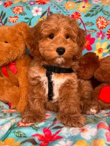 MULTIGENERATIONAL AUSTRALIAN LABRADOODLE PUPPIES-MINI AND MEDIUM - Photo 2