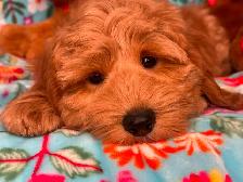MULTIGENERATIONAL AUSTRALIAN LABRADOODLE PUPPIES-MINI AND MEDIUM - Photo 3