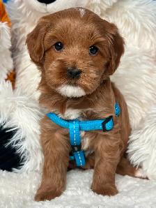 MULTIGENERATIONAL AUSTRALIAN LABRADOODLE PUPPIES-MINI AND MEDIUM - Photo 4