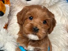 MULTIGENERATIONAL AUSTRALIAN LABRADOODLE PUPPIES-MINI AND MEDIUM - Photo 5