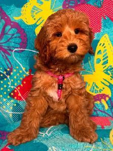 MULTIGENERATIONAL AUSTRALIAN LABRADOODLE PUPPIES-MINI AND MEDIUM - Photo 6