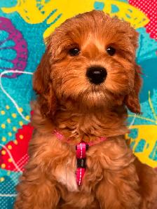 MULTIGENERATIONAL AUSTRALIAN LABRADOODLE PUPPIES-MINI AND MEDIUM - Photo 7