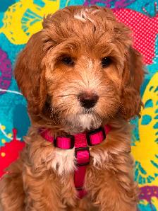 MULTIGENERATIONAL AUSTRALIAN LABRADOODLE PUPPIES-MINI AND MEDIUM - Photo 8