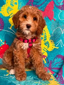 MULTIGENERATIONAL AUSTRALIAN LABRADOODLE PUPPIES-MINI AND MEDIUM - Photo 9