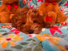 MULTIGENERATIONAL AUSTRALIAN LABRADOODLE PUPPIES-MINI AND MEDIUM - Photo 10