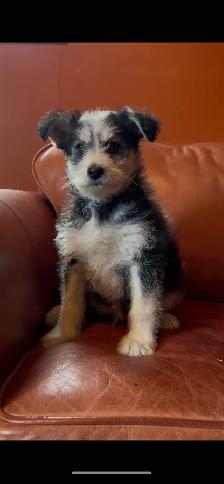 Male Pomskypoo Puppy