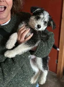 Male Pomskypoo Puppy - Photo 2