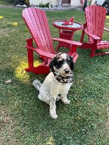 Male Pomskypoo Puppy - Photo 4