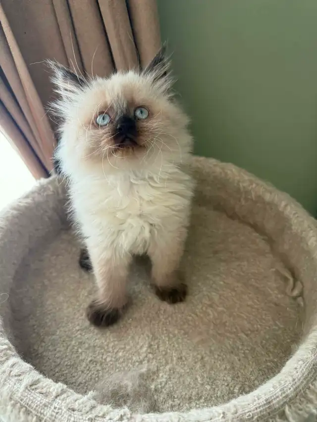 Stunning Himalayan Kitten
