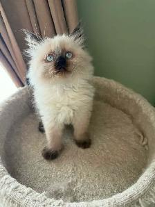Stunning Himalayan Kitten