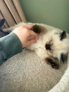 Stunning Himalayan Kitten - Photo 2