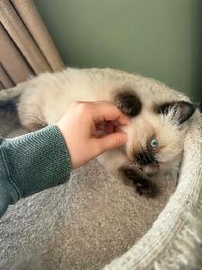 Stunning Himalayan Kitten - Photo 3