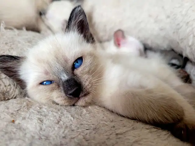 Magnifiques Bébés Siamois prêts à quitter le 25 avril