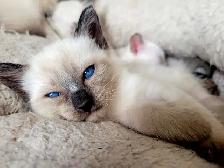 Magnifiques Bébés Siamois prêts à quitter le 25 avril