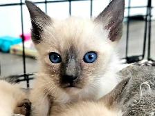 Magnifiques Bébés Siamois prêts à quitter le 25 avril - Photo 2