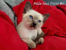 Magnifiques Bébés Siamois prêts à quitter le 25 avril - Photo 3